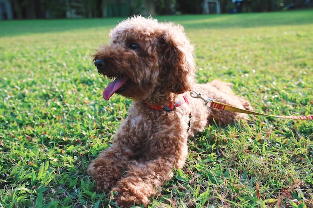 Cão no campo