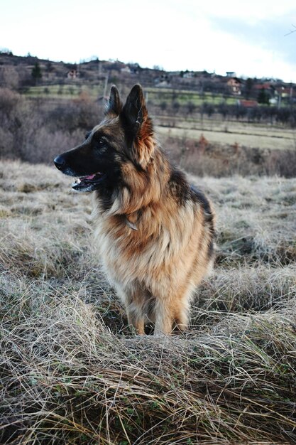 Foto cão no campo