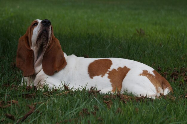 Foto cão no campo