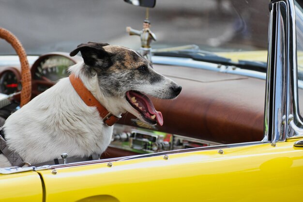 Foto cão no carro