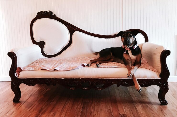 Foto cão no chão de madeira