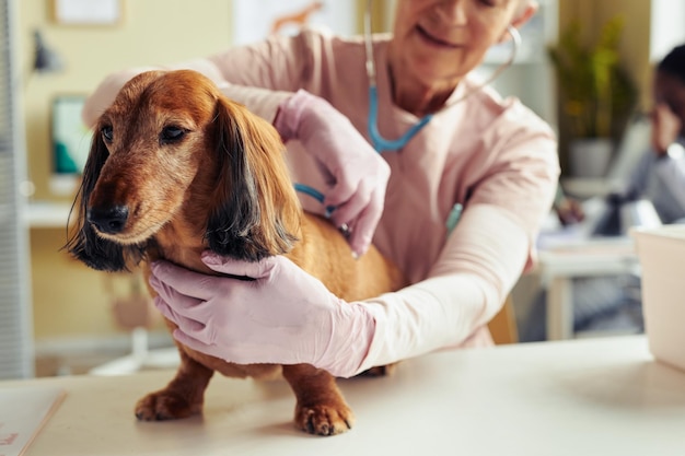 Cão no check-up de saúde