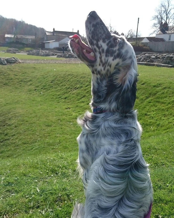 Foto cão no gramado com a cabeça para trás
