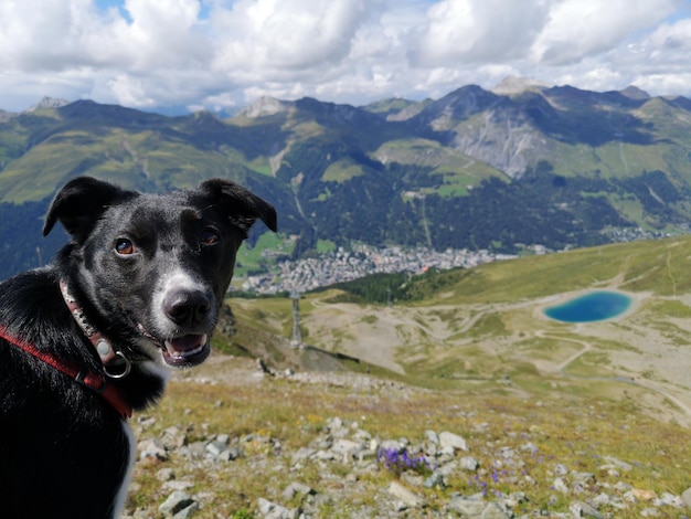 Foto cão no jakobshorn davos