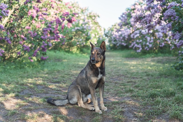 Cão no jardim sob os arbustos lilás