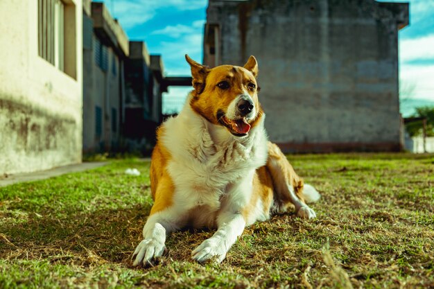 Cão no jardim