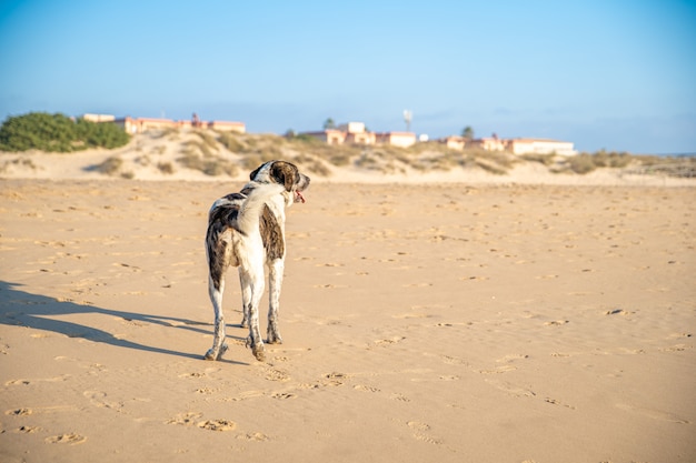 Cão no litoral caminha na areia