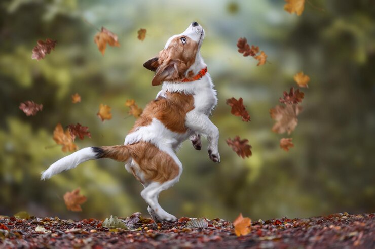 Foto cão no outono com folhas caindo