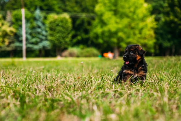 Cão no parque