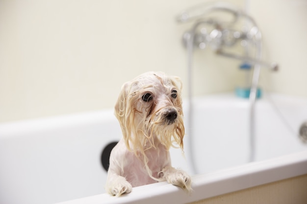 Cão no salão de beleza