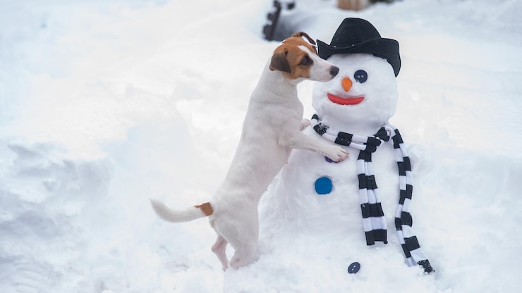 Foto cão num campo coberto de neve