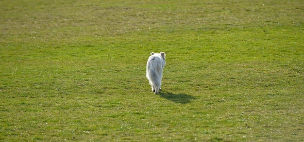 Cão num campo de futebol