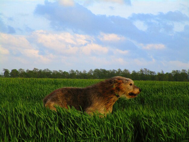 Foto cão num campo