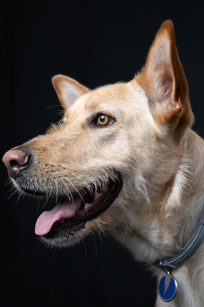 Cão num estúdio fotográfico