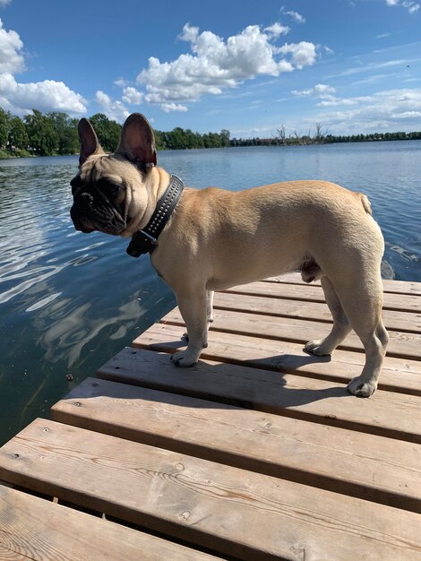 Foto cão num lago