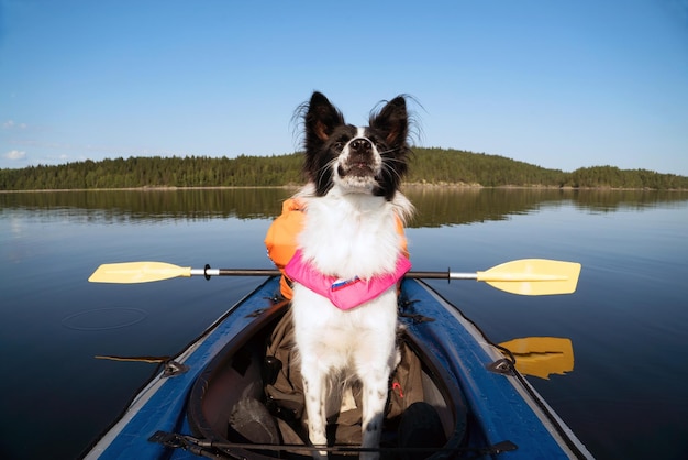 Foto cão num lago