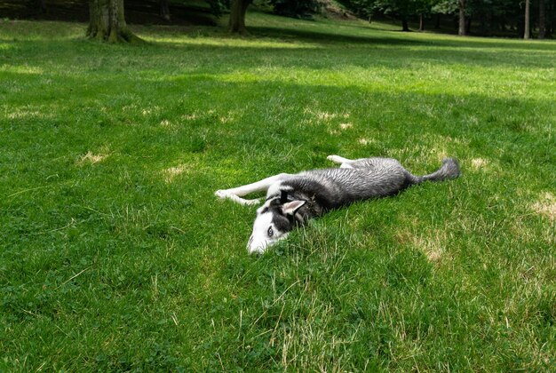 Cão num parque no verão