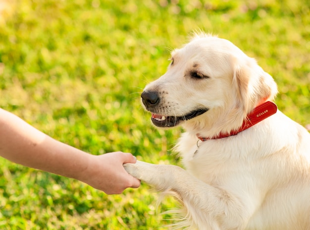 Cão obediente golden retriever com seu dono praticando o comando da pata