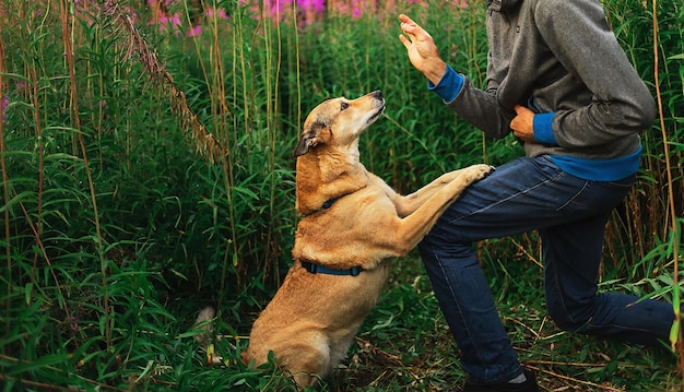 Cão obediente olhando para o dono da plantação na natureza