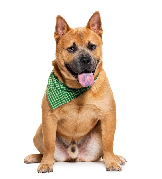 Cão ofegante de raça misturada entre um chowchow e American Bully usando um lenço verde isolado no branco