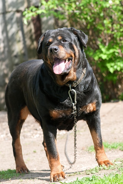 Foto cão ofegante enquanto está de pé no campo