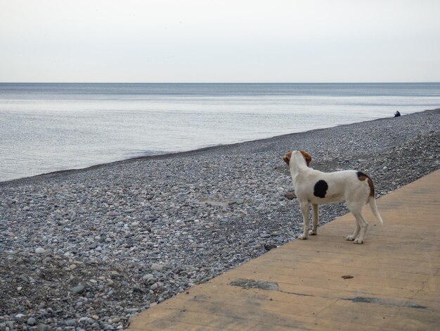 Cão olha para as pessoas na praia Cão vagabundo no resort Costa do Mar Negro Batumi O conceito de um animal sem lar Mongrel no mar