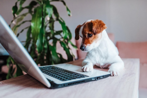 Cão olhando para a câmera enquanto está sentado na mesa