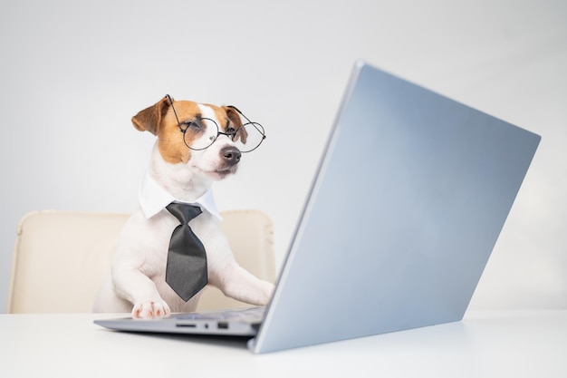 Cão olhando para a câmera