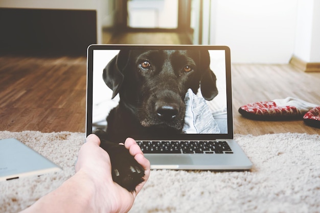 Foto cão olhando para a câmera