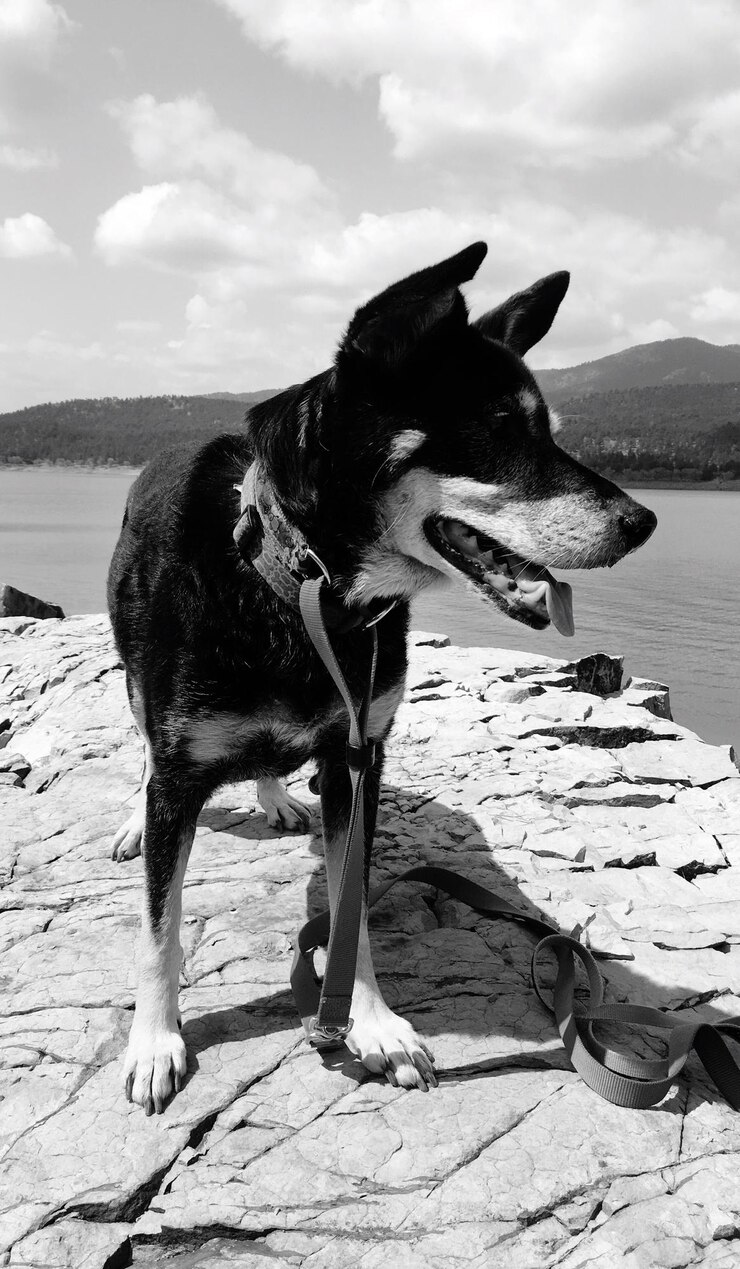 Foto cão olhando para a costa