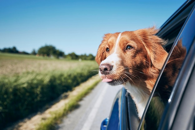 Cão olhando para a estrada contra o céu