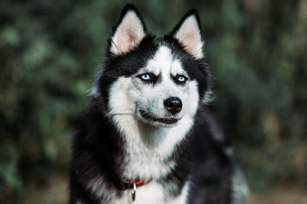 Cão olhando para fora ao ar livre