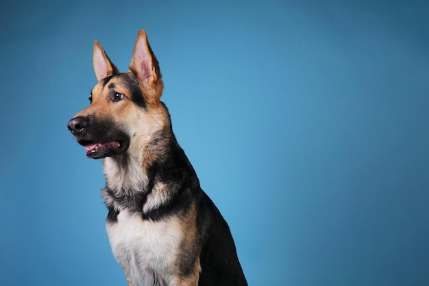 Cão olhando para longe contra o céu azul