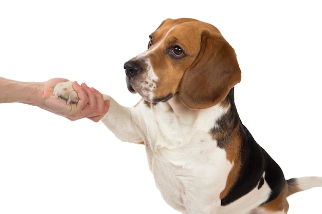 Cão olhando para longe contra um fundo branco