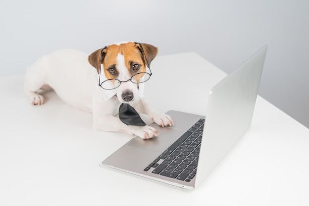Cão olhando para longe enquanto está de pé na mesa