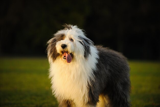 Foto cão olhando para longe enquanto está de pé no campo