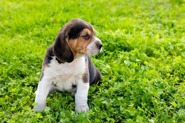 Foto cão olhando para longe enquanto está sentado na grama