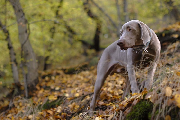 Foto cão olhando para longe na floresta