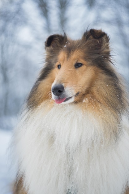 Cão olhando para longe na neve