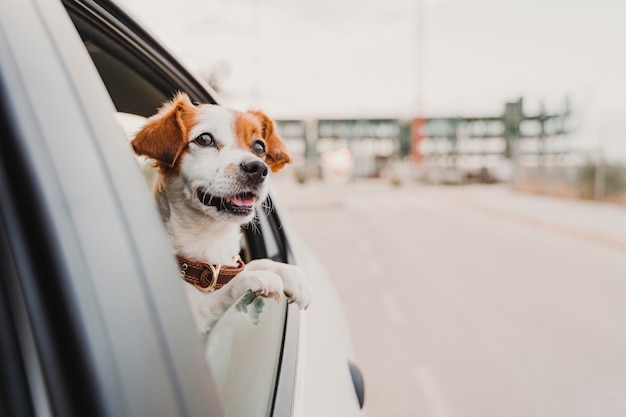 Cão olhando para longe no carro