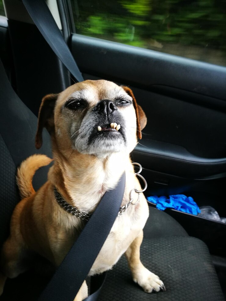 Foto cão olhando para longe no carro