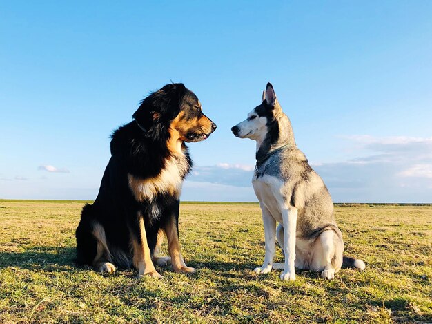 Foto cão olhando para o campo contra o céu