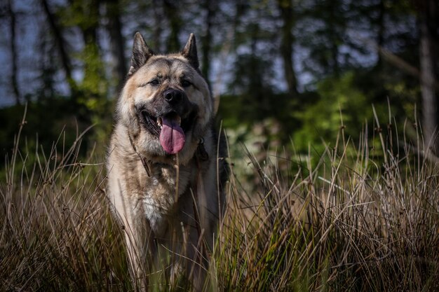 Foto cão olhando para o campo