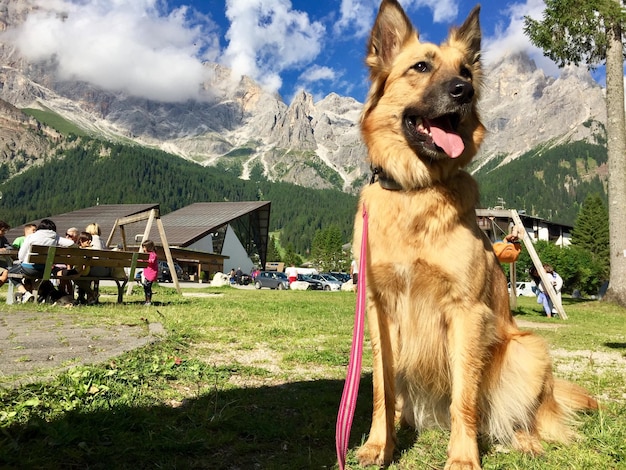 Foto cão olhando para o campo