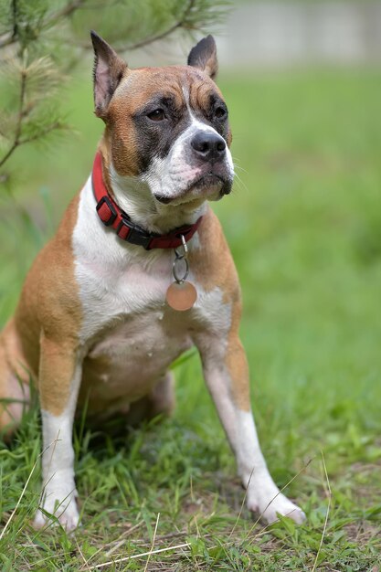 Cão olhando para o campo