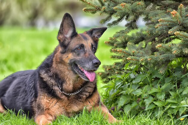 Cão olhando para o campo