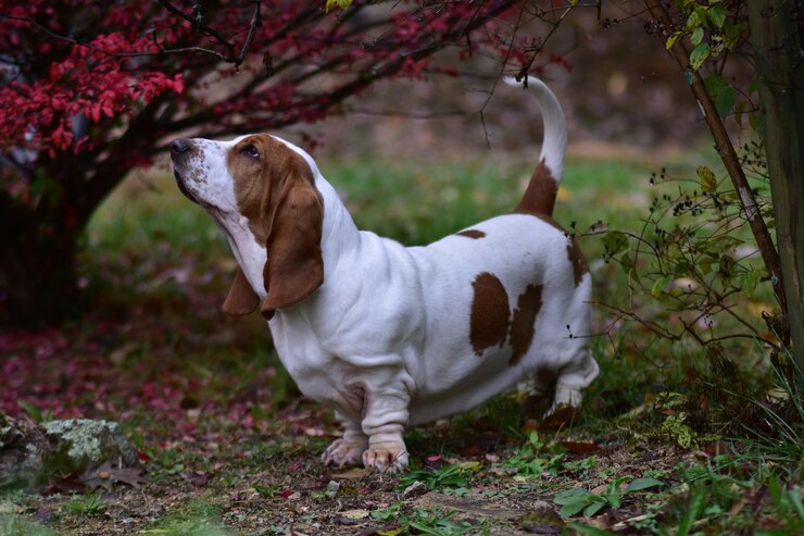 Foto cão olhando para o campo