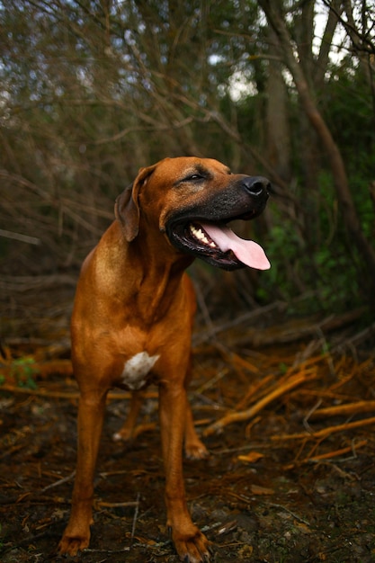 Foto cão olhando para o campo