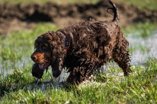 Foto cão olhando para o campo