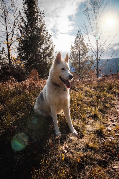 Cão olhando para o campo